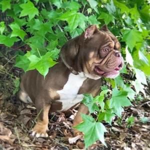 Meet your Posher, Pablo